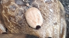 Hyalomma aegyptium