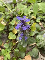 Ajuga reptans