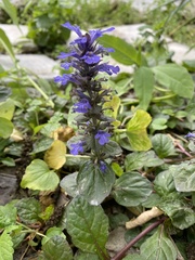 Ajuga reptans
