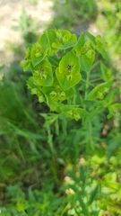 Euphorbia borodinii
