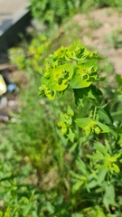 Euphorbia borodinii