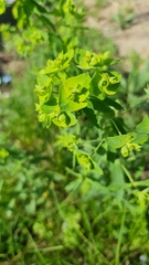 Euphorbia borodinii