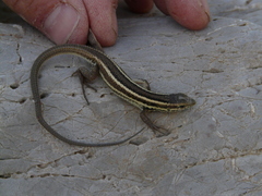 Ophisops elegans ehrenbergii