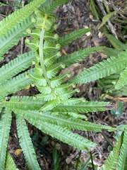 Sphaerostephanos productus