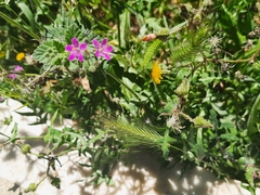 Erodium moschatum