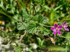 Erodium moschatum
