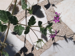 Erodium moschatum
