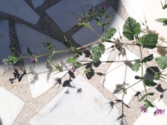 Erodium moschatum