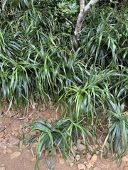 Freycinetia formosana