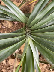 Freycinetia formosana