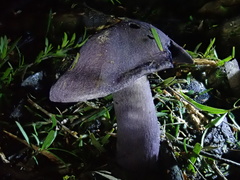 Cortinarius austroviolaceus