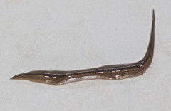 Australopacifica regina