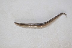 Australopacifica regina