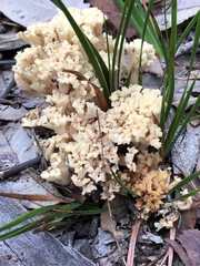Ramaria capitata