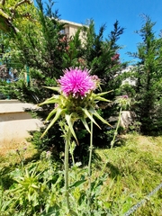 Silybum marianum