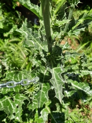 Silybum marianum