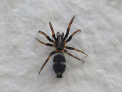 Poecilochroa