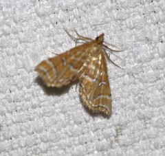 Musotima ochropteralis