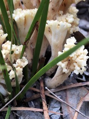 Ramaria capitata