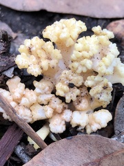 Ramaria capitata