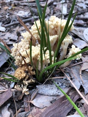 Ramaria capitata