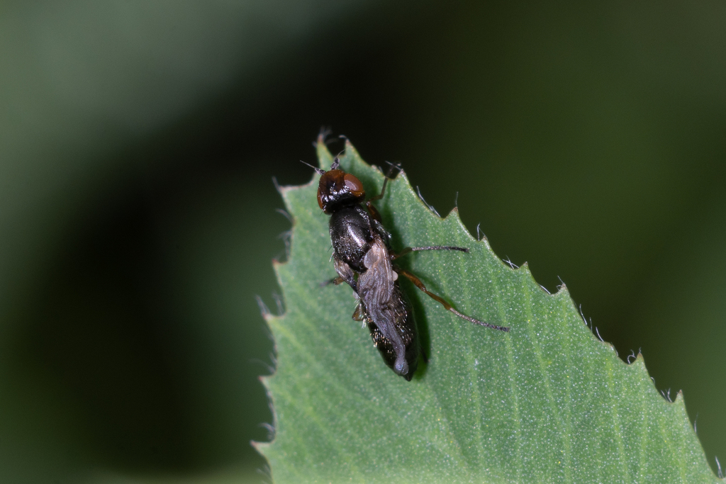 Chamaepsila buccata