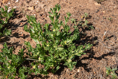 Centipeda cunninghamii