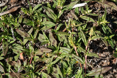 Persicaria prostrata