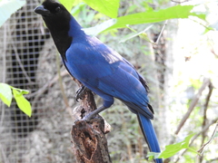 Cyanocorax
