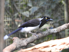 Cyanocorax