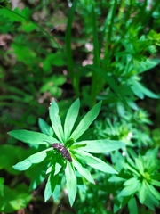 Actenicerus siaelandicus