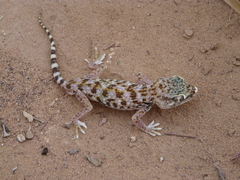 Stenodactylus doriae
