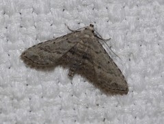 Araeopteron canescens