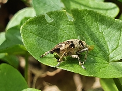 Bothynoderes affinis
