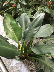 Philodendron martianum