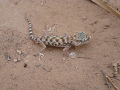 Stenodactylus doriae