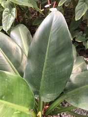 Philodendron martianum