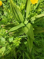 Dactylorhiza incarnata
