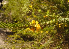 Aotus lanigera