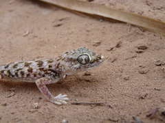 Stenodactylus doriae