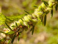 Aotus lanigera