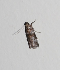 Conobathra hemichlaena