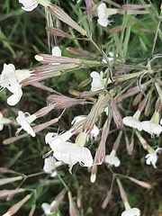Silene nutans