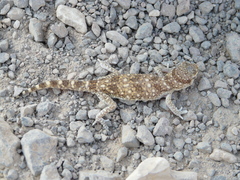 Stenodactylus sthenodactylus