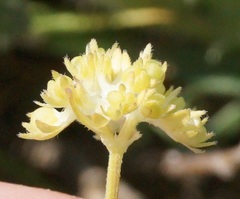 Valerianella carinata