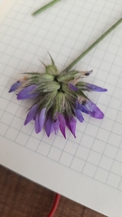 Bituminaria bituminosa