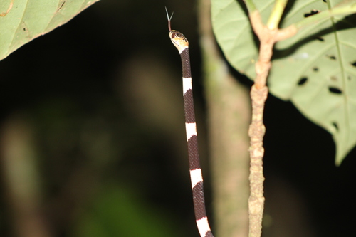 American Snail-eater
