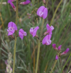 Astragalus tenuifolius