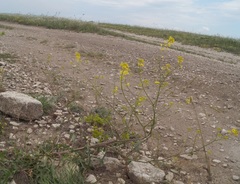 Brassica elongata pinnatifida