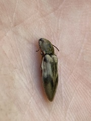 Stropenron hieroglyphica